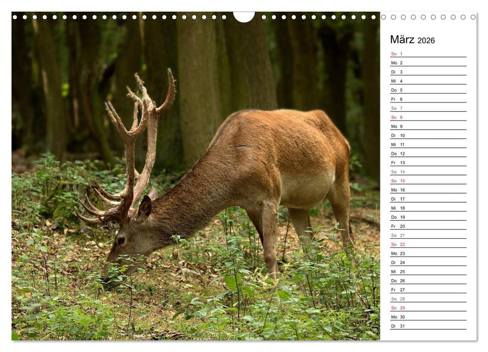 Hirsche (CALVENDO Wandkalender 2026)