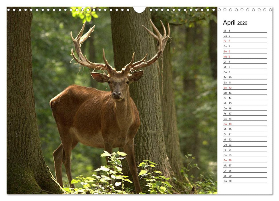 Hirsche (CALVENDO Wandkalender 2026)