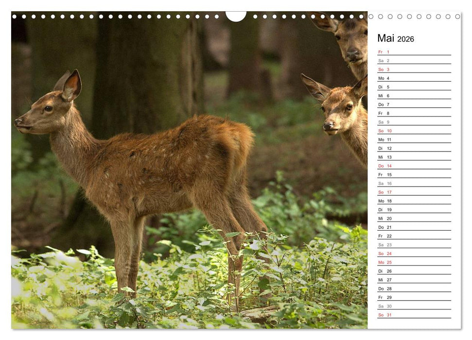 Hirsche (CALVENDO Wandkalender 2026)