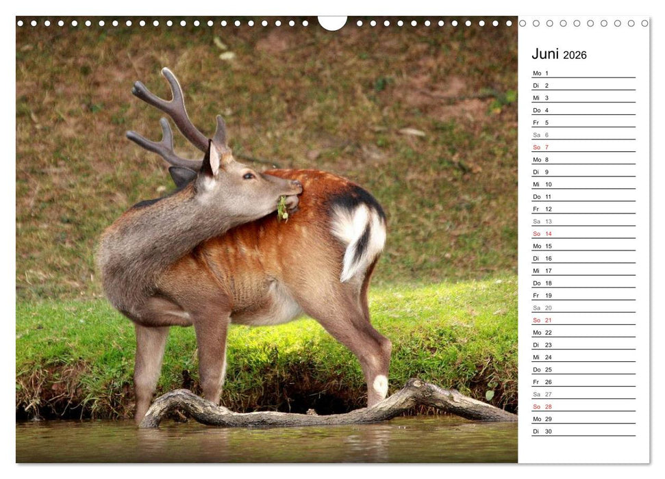 Hirsche (CALVENDO Wandkalender 2026)