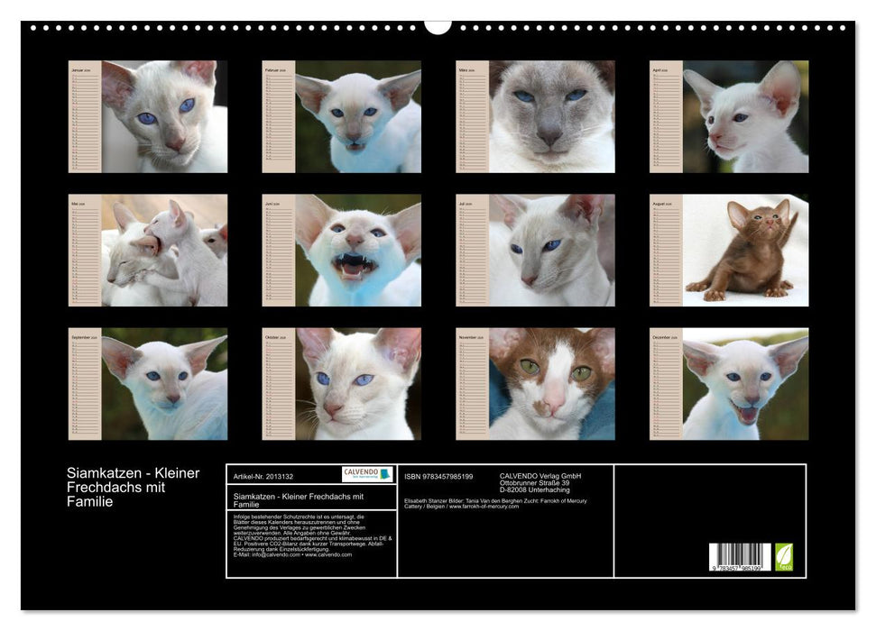 Siamkatzen - Kleiner Frechdachs mit Familie (CALVENDO Wandkalender 2026)