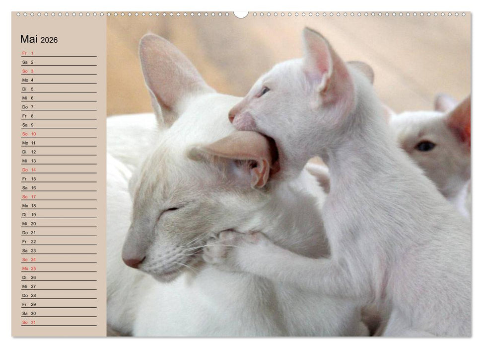 Siamkatzen - Kleiner Frechdachs mit Familie (CALVENDO Wandkalender 2026)