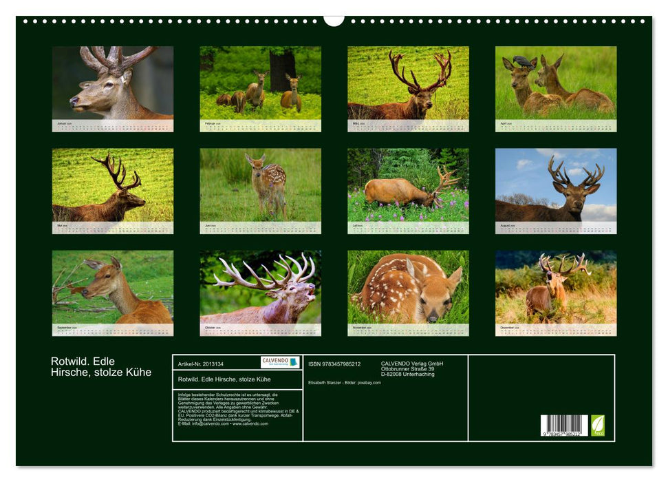Rotwild. Edle Hirsche, stolze Kühe (CALVENDO Wandkalender 2026)