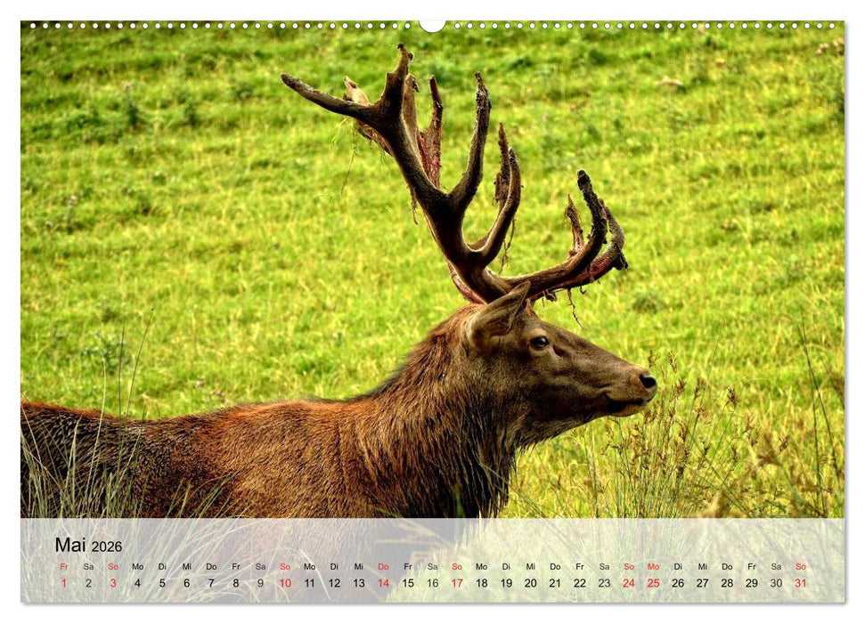 Rotwild. Edle Hirsche, stolze Kühe (CALVENDO Wandkalender 2026)
