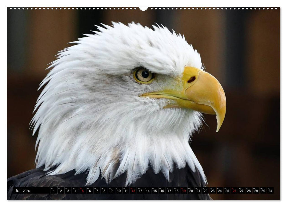 Weißkopfseeadler. Symbol der Freiheit (CALVENDO Premium Wandkalender 2026)