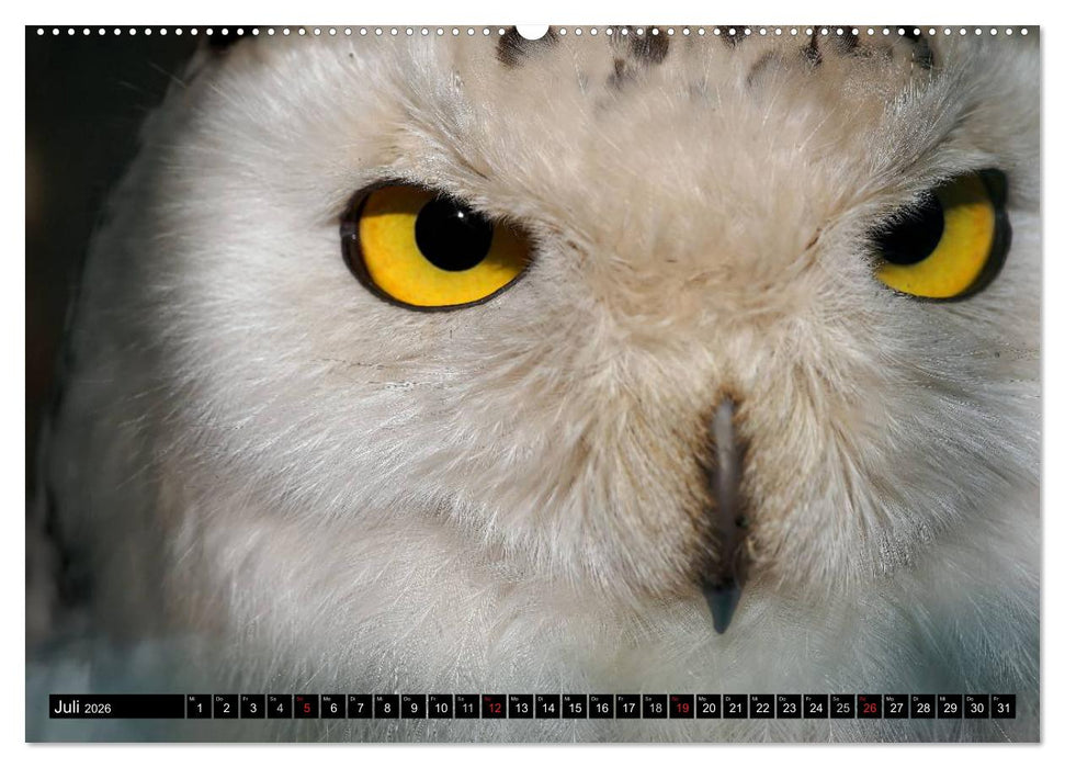 Eulen. Nachtaktiv, lautlos, schön (CALVENDO Premium Wandkalender 2026)