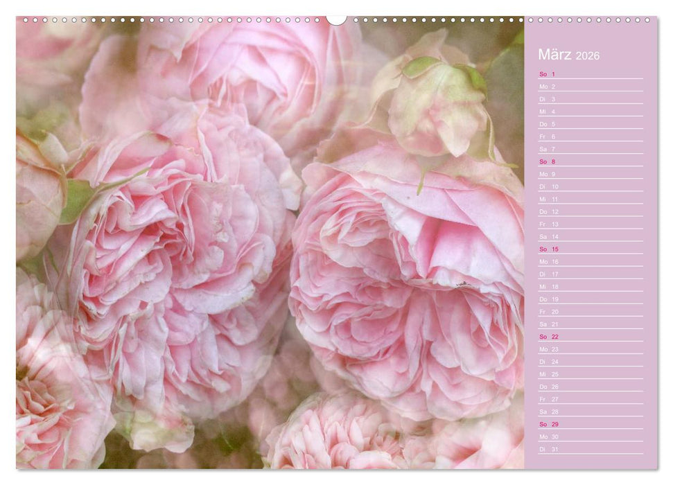 Romantische Rosen (CALVENDO Premium Wandkalender 2026)