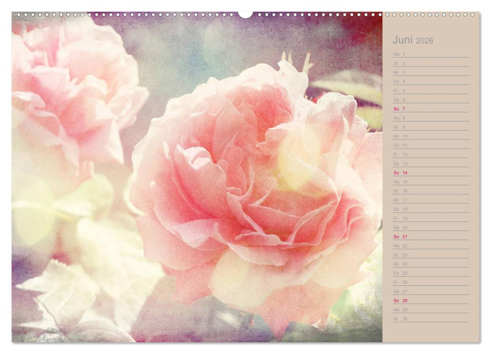 Romantische Rosen (CALVENDO Premium Wandkalender 2026)