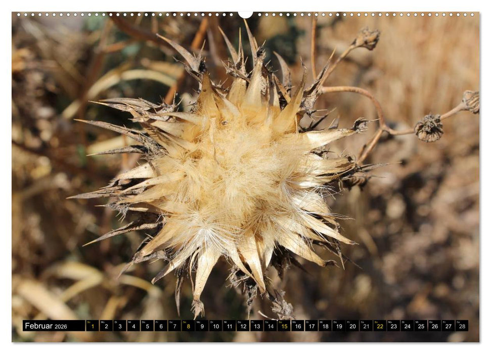 ISRAEL - Mehr als nur ein Land 2026 (CALVENDO Premium Wandkalender 2026)