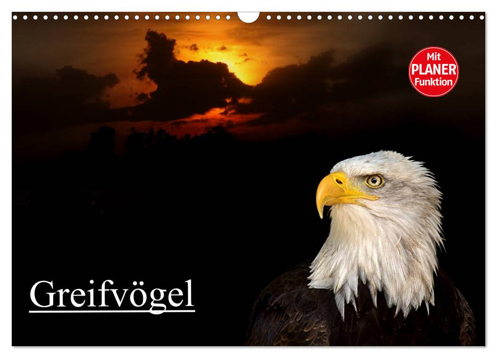 Greifvögel (CALVENDO Wandkalender 2026)