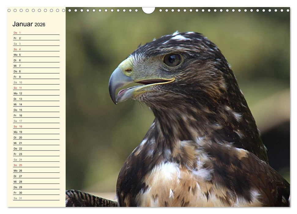 Greifvögel (CALVENDO Wandkalender 2026)