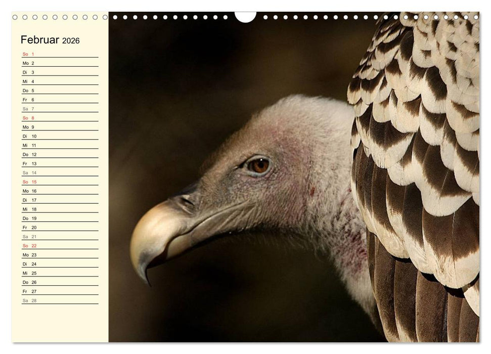 Greifvögel (CALVENDO Wandkalender 2026)