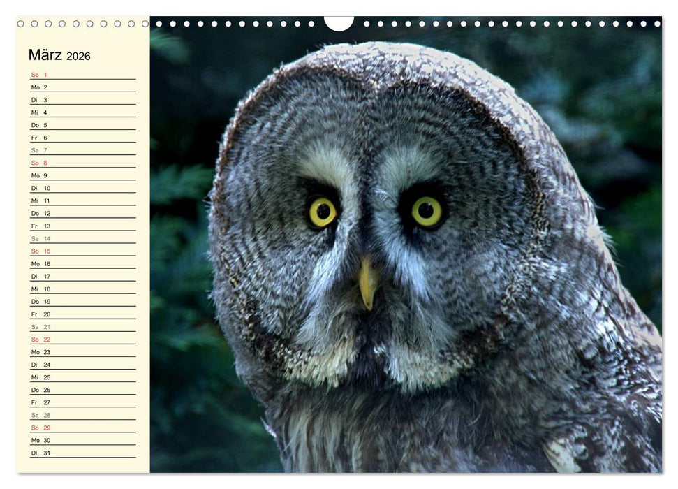 Greifvögel (CALVENDO Wandkalender 2026)