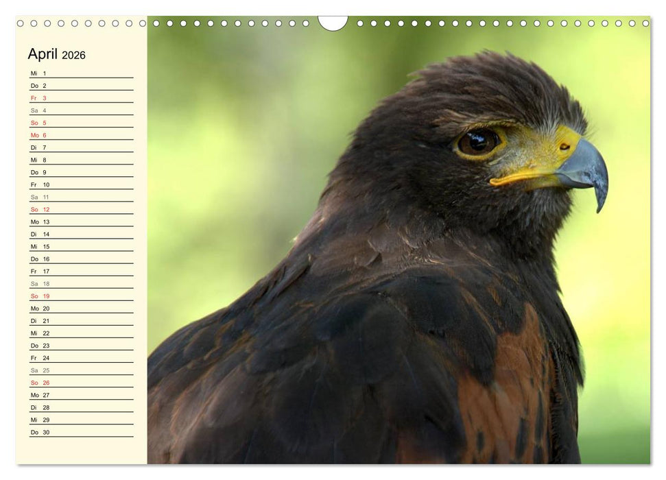 Greifvögel (CALVENDO Wandkalender 2026)