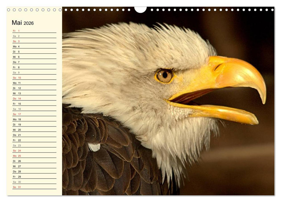 Greifvögel (CALVENDO Wandkalender 2026)