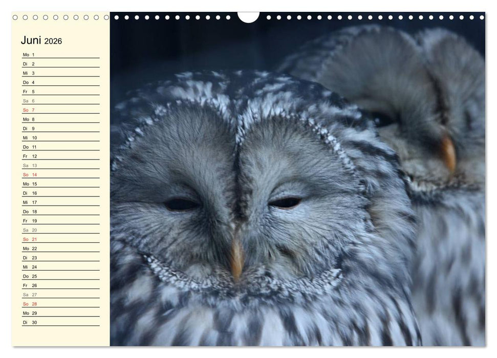 Greifvögel (CALVENDO Wandkalender 2026)