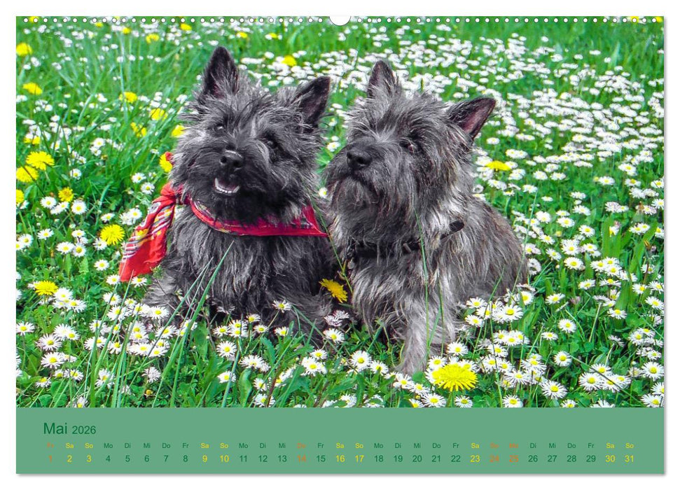 Cairns Forever (CALVENDO Wandkalender 2026)