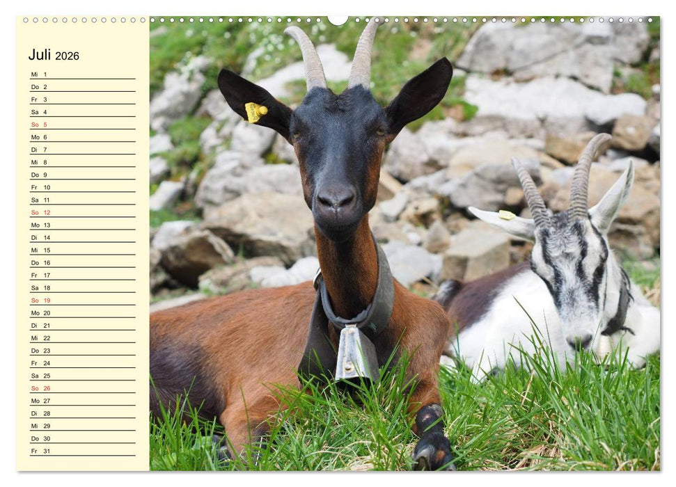 Ziegen. Lustige Ausbruchskünstler (CALVENDO Premium Wandkalender 2026)