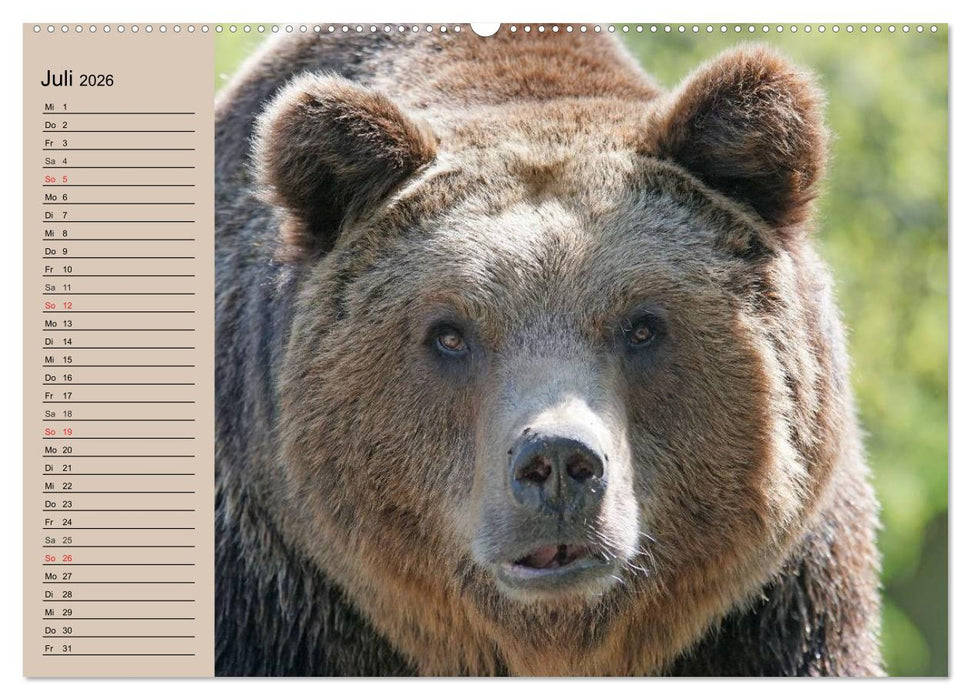 Bären. Unterwegs mit Meister Petz (CALVENDO Premium Wandkalender 2026)
