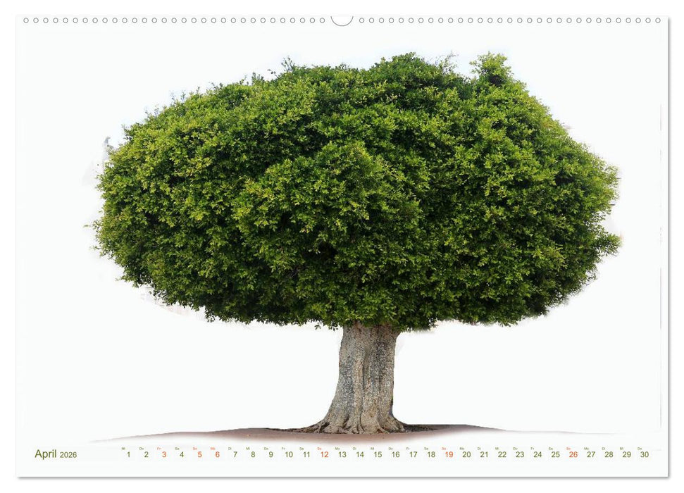 BÄUME - wie gemalt (CALVENDO Wandkalender 2026)