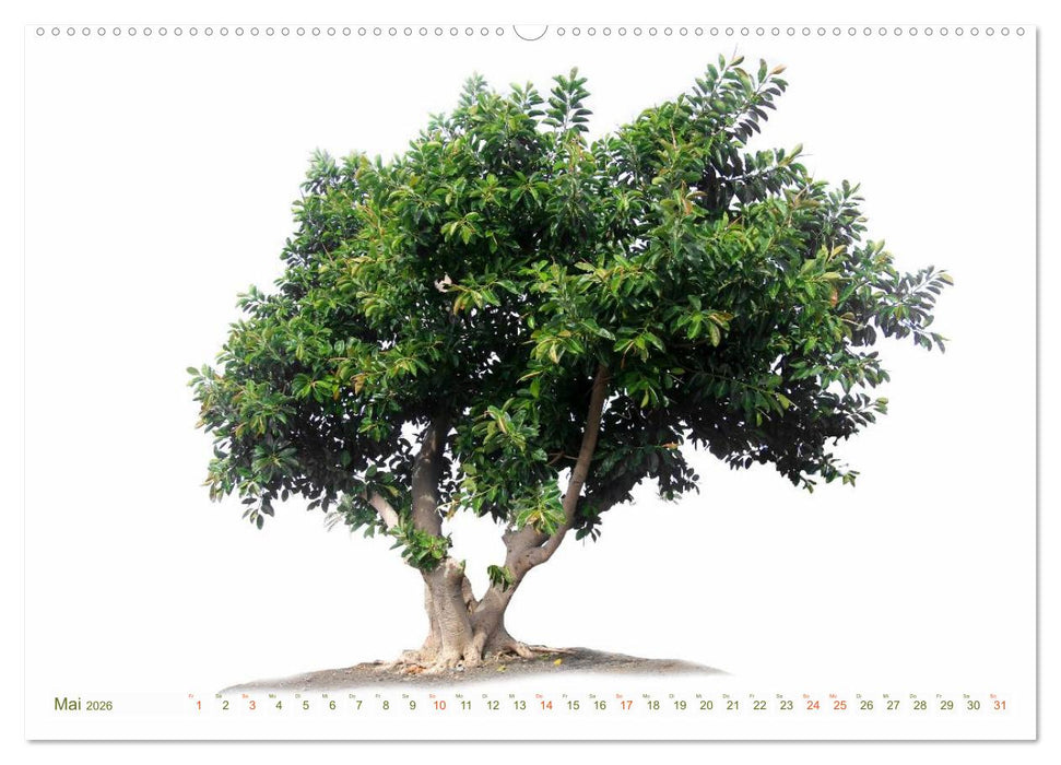 BÄUME - wie gemalt (CALVENDO Wandkalender 2026)