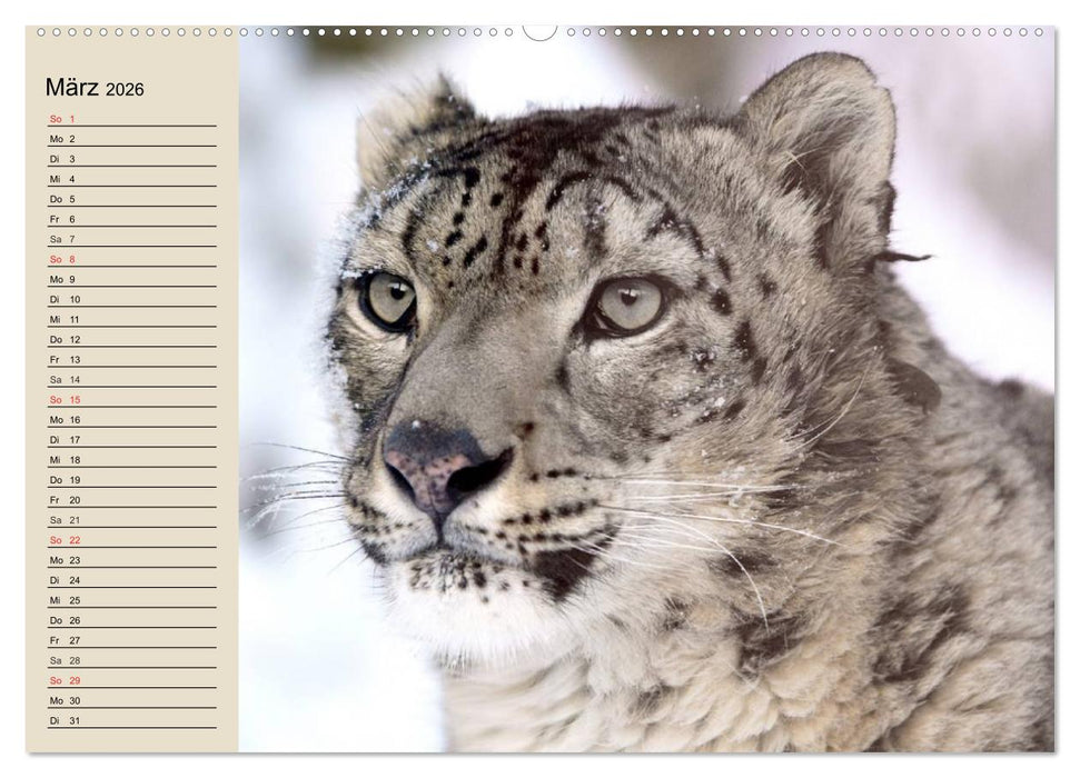 Schneeleoparden. Geschmeidige Gebirgsjäger (CALVENDO Premium Wandkalender 2026)
