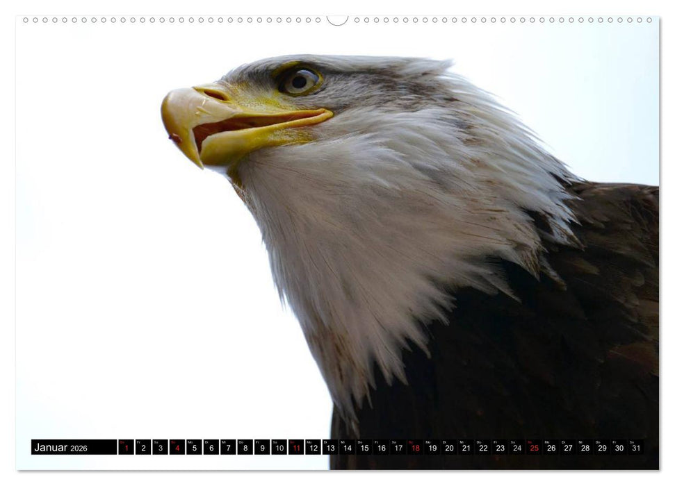Weißkopfseeadler. Symbol der Freiheit (CALVENDO Wandkalender 2026)