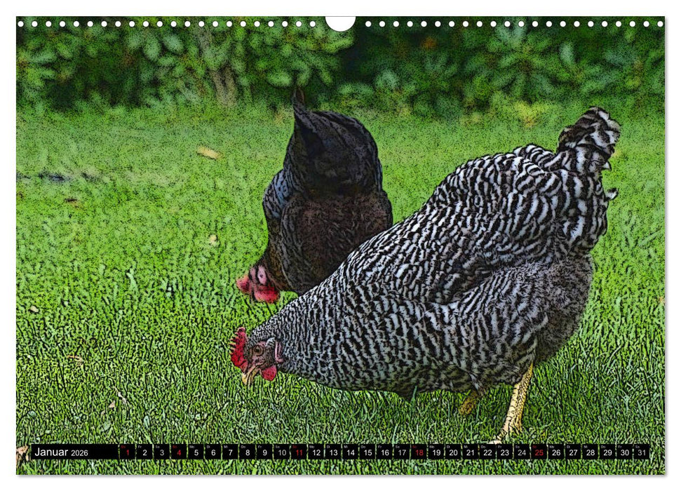 Die Hühner sind los! (CALVENDO Wandkalender 2026)