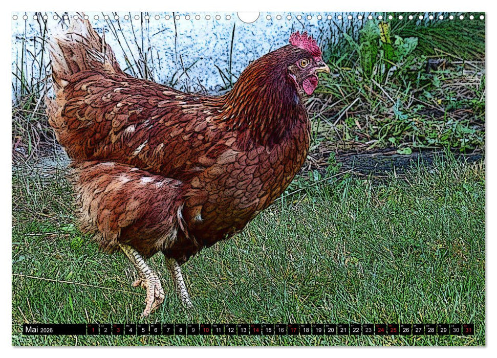 Die Hühner sind los! (CALVENDO Wandkalender 2026)