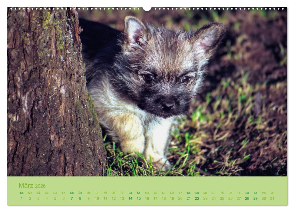 Cairns Forever (CALVENDO Premium Wandkalender 2026)