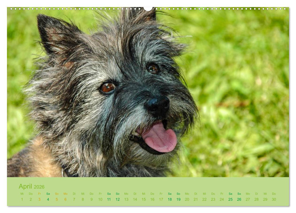 Cairns Forever (CALVENDO Premium Wandkalender 2026)