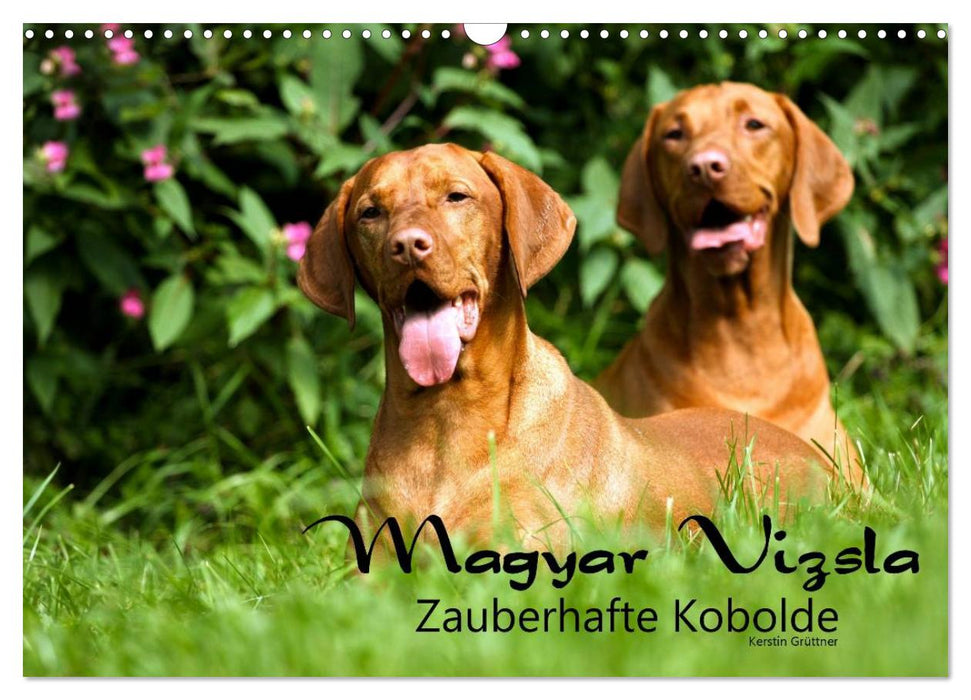 Magyar Vizsla - Zauberhafte Kobolde (CALVENDO Wandkalender 2026)
