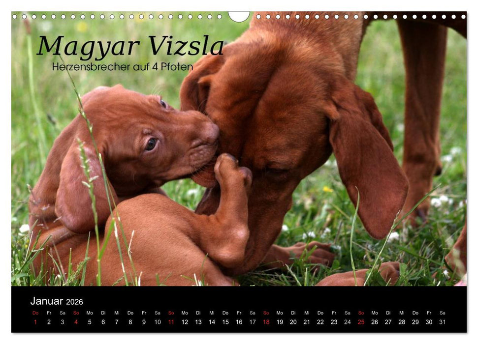 Magyar Vizsla - Zauberhafte Kobolde (CALVENDO Wandkalender 2026)
