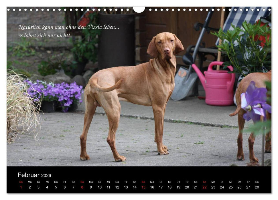 Magyar Vizsla - Zauberhafte Kobolde (CALVENDO Wandkalender 2026)