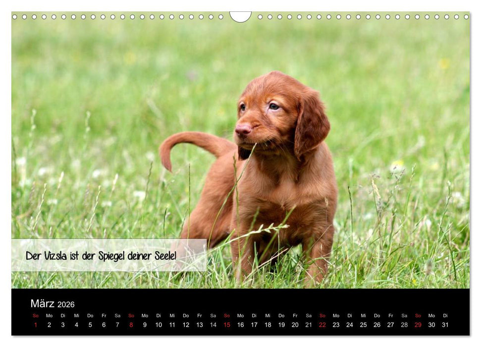 Magyar Vizsla - Zauberhafte Kobolde (CALVENDO Wandkalender 2026)