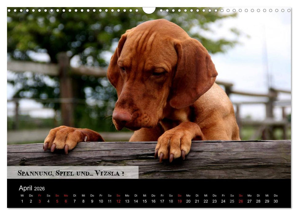 Magyar Vizsla - Zauberhafte Kobolde (CALVENDO Wandkalender 2026)