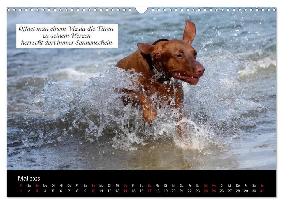 Magyar Vizsla - Zauberhafte Kobolde (CALVENDO Wandkalender 2026)