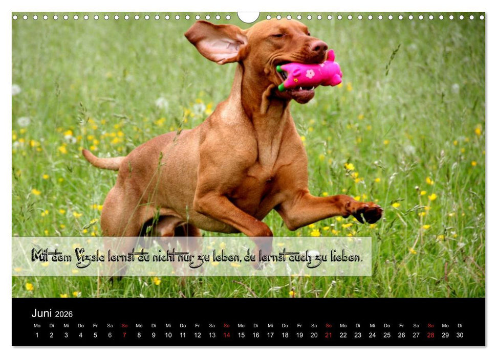 Magyar Vizsla - Zauberhafte Kobolde (CALVENDO Wandkalender 2026)
