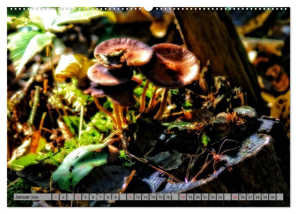 Spaziergang durch den Zauberwald (CALVENDO Premium Wandkalender 2026)
