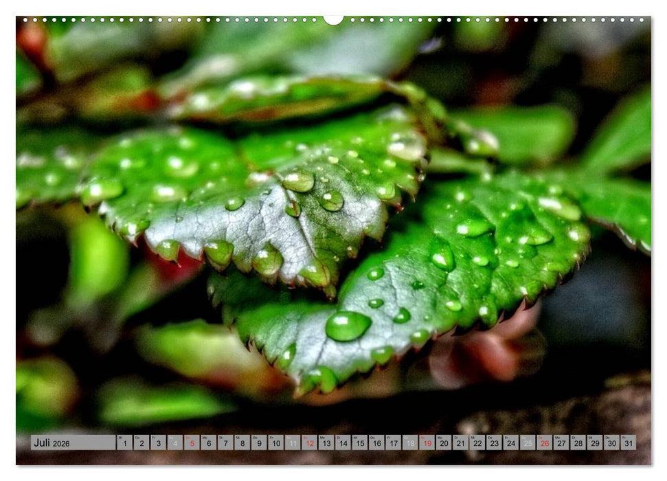 Spaziergang durch den Zauberwald (CALVENDO Premium Wandkalender 2026)