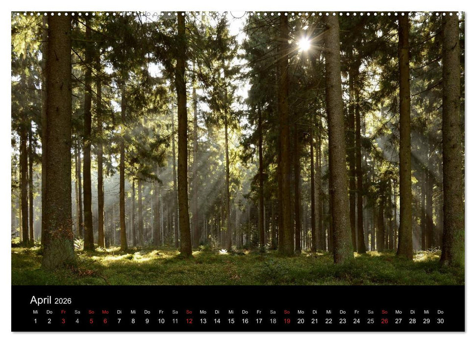 Zauberhafter Bayerischer Wald (CALVENDO Wandkalender 2026)