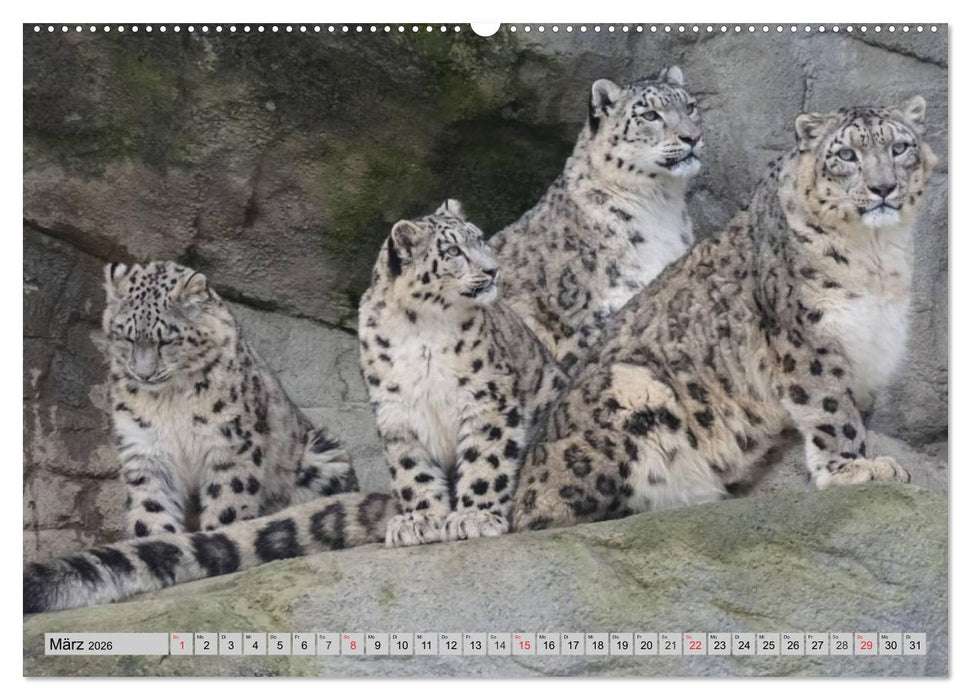 Schneeleoparden. Perfekte Raubkatzen-Schönheiten (CALVENDO Premium Wandkalender 2026)
