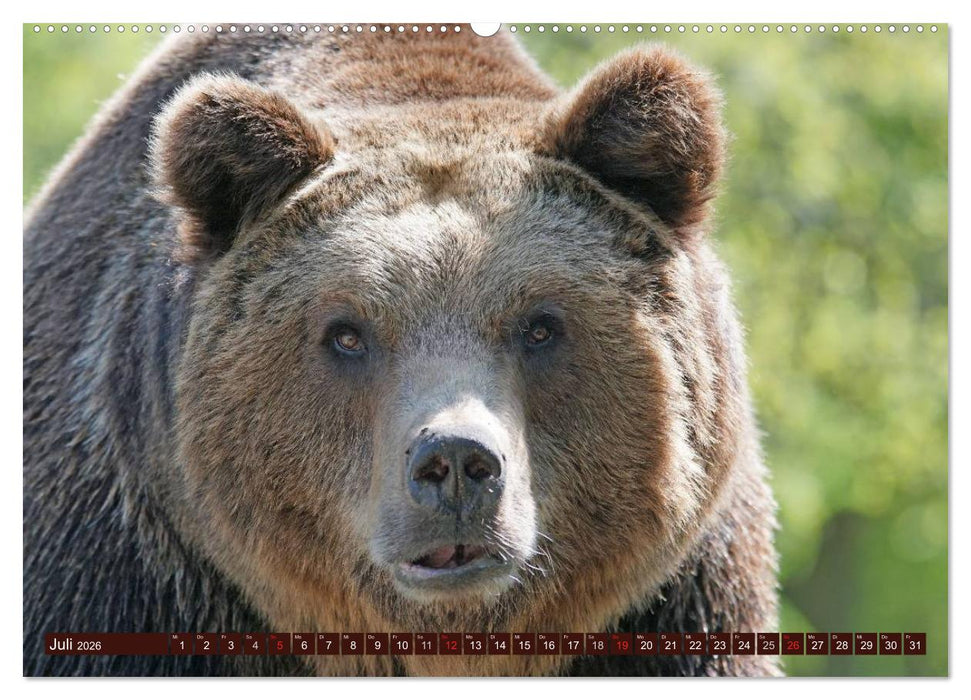 Bären. Unterwegs mit Meister Petz (CALVENDO Premium Wandkalender 2026)