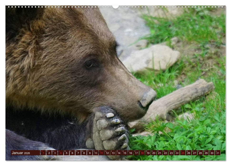 Bären. Kraftpakete auf leisen Sohlen (CALVENDO Premium Wandkalender 2026)