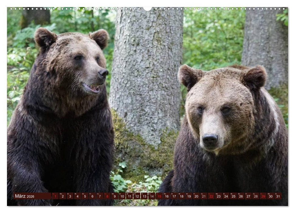 Bären. Kraftpakete auf leisen Sohlen (CALVENDO Premium Wandkalender 2026)