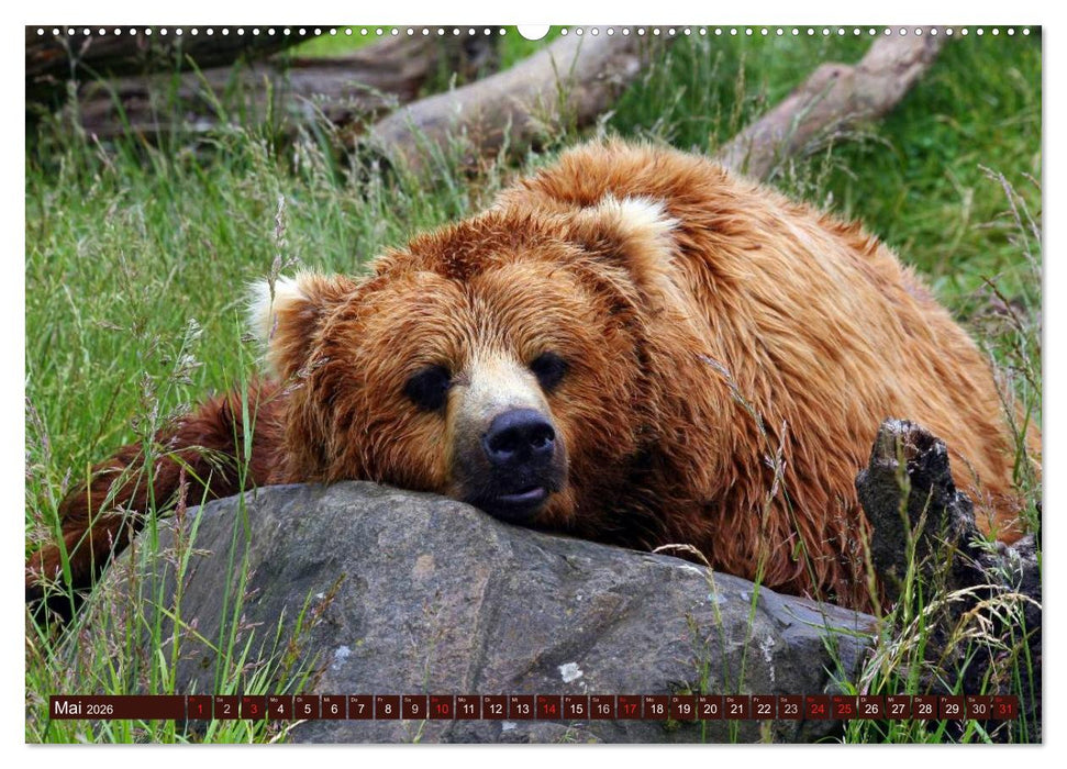 Bären. Kraftpakete auf leisen Sohlen (CALVENDO Premium Wandkalender 2026)