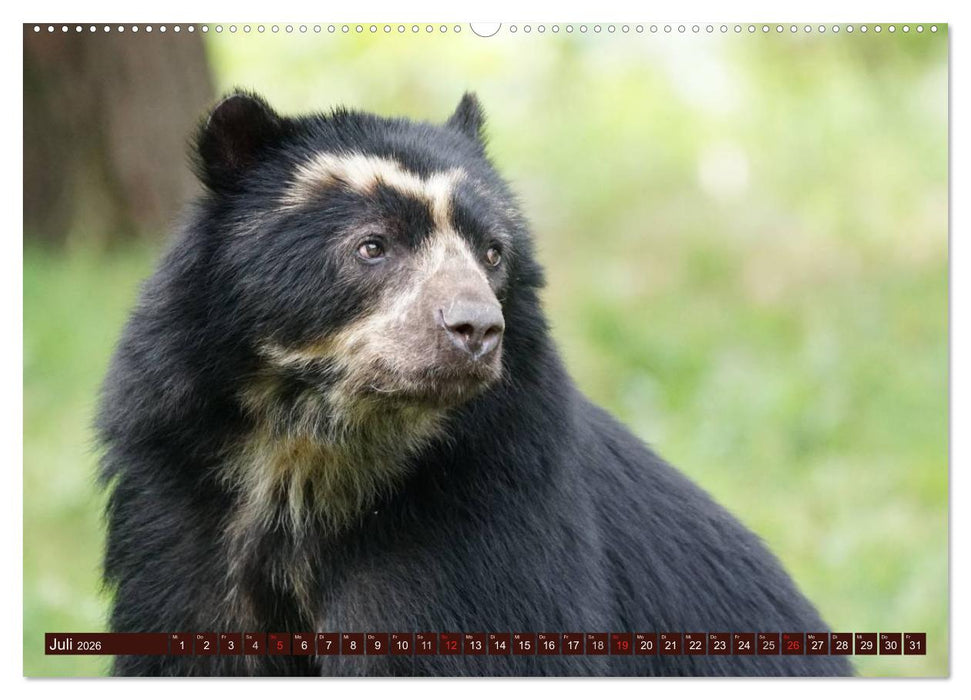 Bären. Kraftpakete auf leisen Sohlen (CALVENDO Premium Wandkalender 2026)