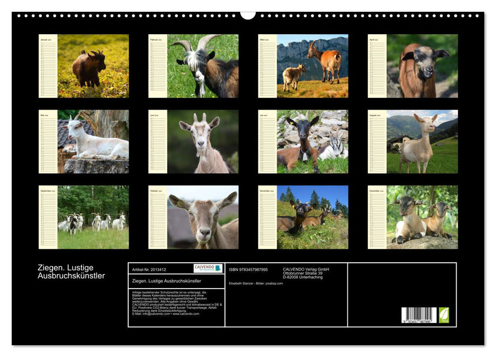 Ziegen. Lustige Ausbruchskünstler (CALVENDO Wandkalender 2026)