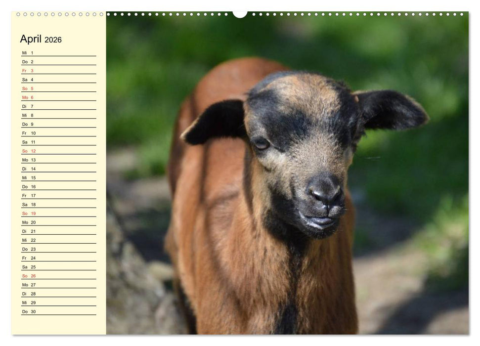 Ziegen. Lustige Ausbruchskünstler (CALVENDO Wandkalender 2026)