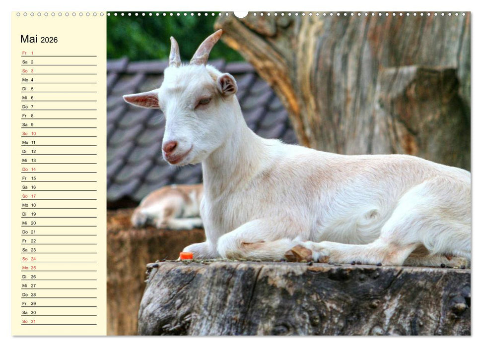 Ziegen. Lustige Ausbruchskünstler (CALVENDO Wandkalender 2026)
